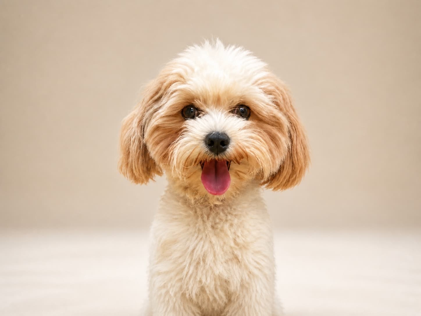 Miumiu, a small cream and brown dog, sitting against a warm beige background and looking at the camera with her tongue out
