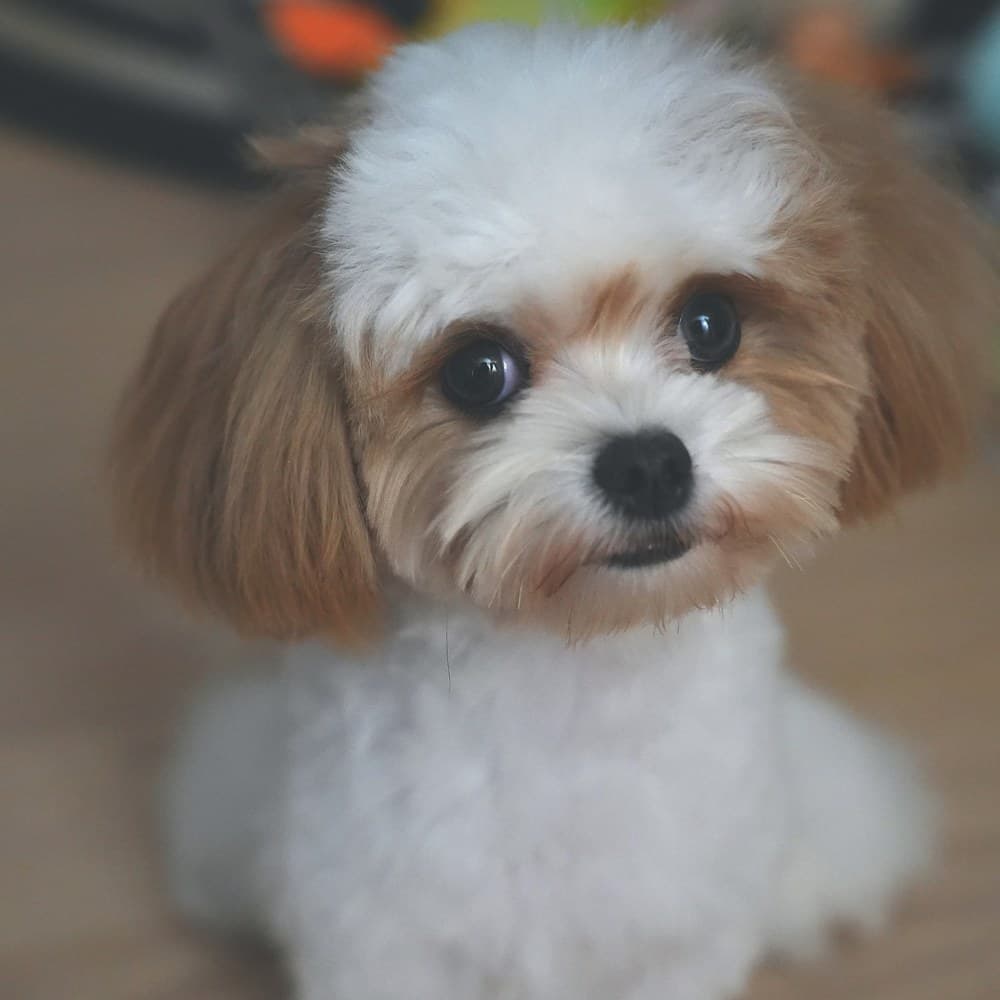 Miumiu, a small cream and brown dog in the Mizusu family