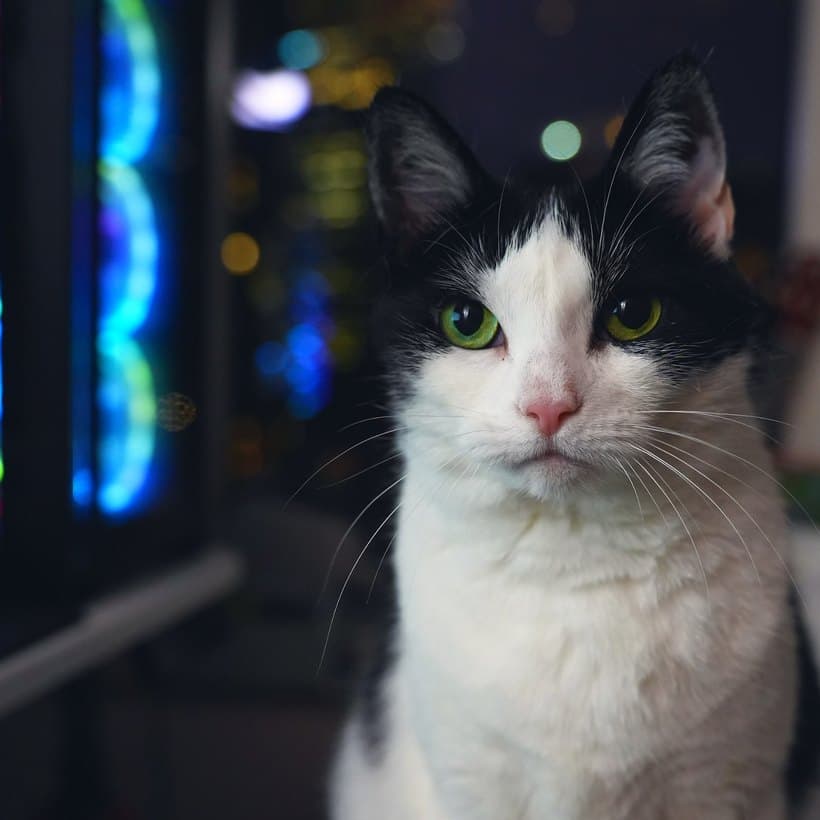 Lilbit, a tuxedo cat with green eyes