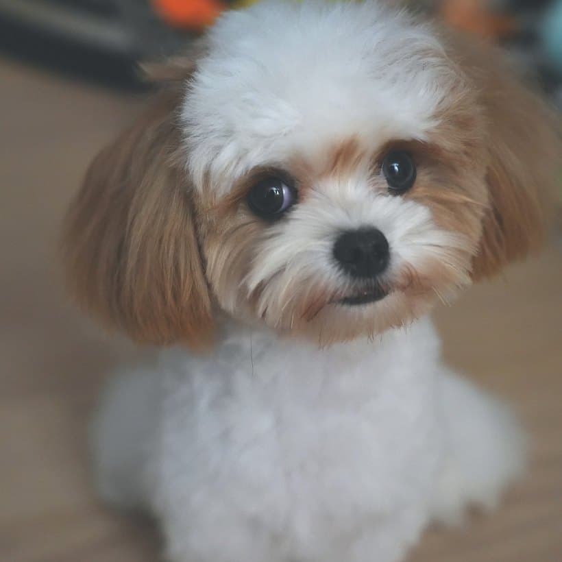 Miumiu, a fluffy cream-coloured pup